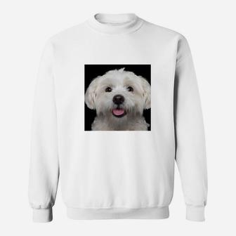 Fröhlicher Hund Malteser Motiv Sweatshirt, Weißes Lustiges Tee - Seseable