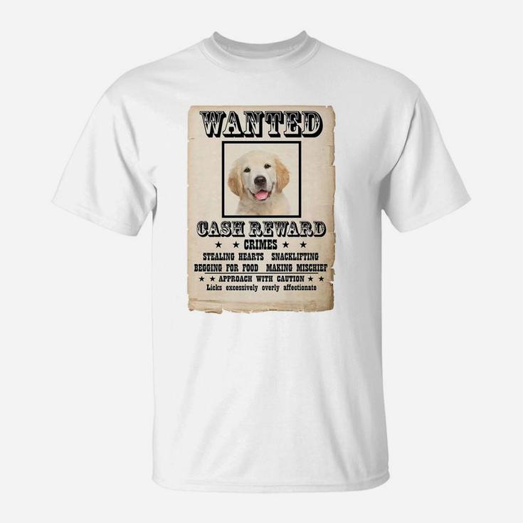 Wanted golden retriever store puppy